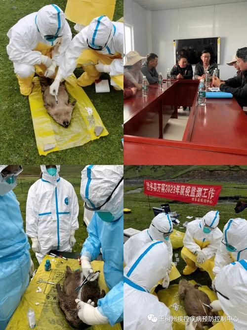 关于青海玉树藏族自治州治多县新增2例阳性感染者,从涉2省抵云南省大理白族自治州鹤庆县的信息