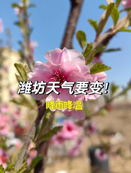 山东潍坊坊子区中高风险地区疫情:山东潍坊坊子区中高风险地区疫情最新消息