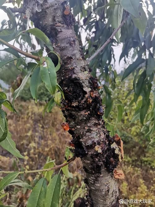  疫情最新报告滦州新闻:一亩桃树能产多少桃胶